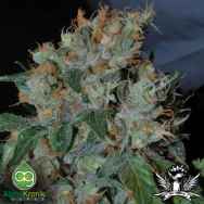 AlphaKronik Genes Seeds Omega Dawg